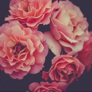 Meet your Posher, Alicia